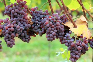 vino